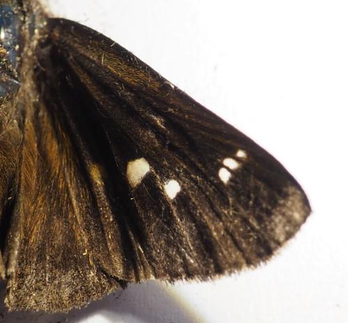 Cobalopsis sp.